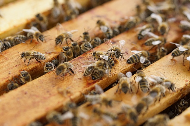 včely u úlu